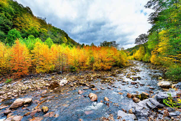 在西弗吉尼亚州多利索德荒野的红溪流动的水与五颜六色的金橙黄色秋天秋天的树叶树叶子在迦南山谷阿巴拉契亚山脉图片下载