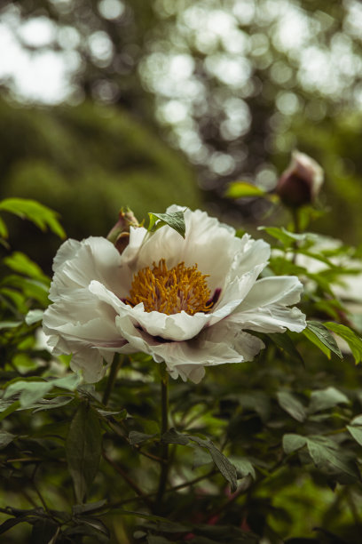 植物园中盛开的牡丹。日本牡丹。牡丹。春天的花园。天然植物的背景。健美的形象。图片下载