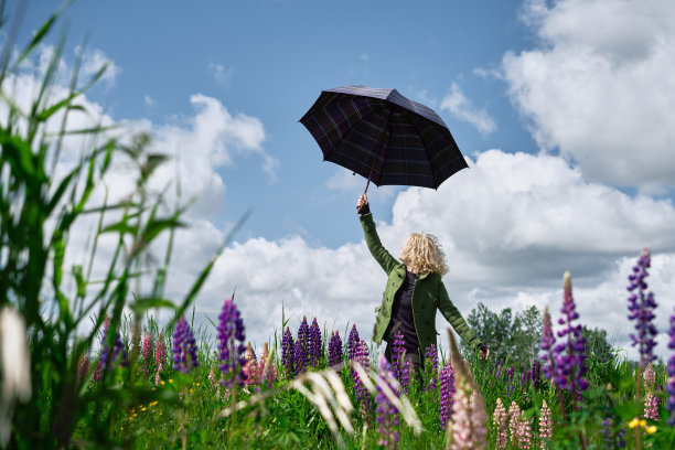 一个年轻的金发女郎手持一把伞，穿过一片长满羽扇豆花的田野。保护安全的理念，人寿保险，文字空间图片下载