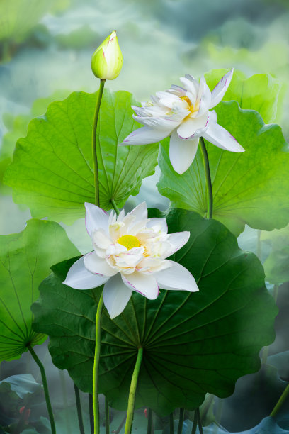 美丽的白莲花和荷花植物，纯净的白莲花，越南的象征。图片下载