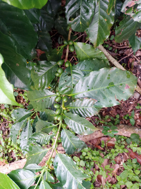 绿樱桃是咖啡灌木的一种果实，在收获的时候，在咖啡种植区的农场里采集，经过一个过程后销售(湿效益)。图片下载