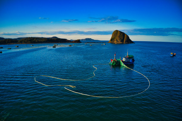 鳀鱼捕鱼图片下载