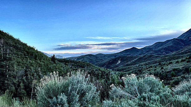 自然背景郁郁葱葱的森林山腰在黄昏-股票照片图片下载