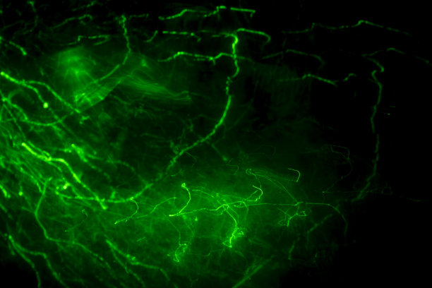 黑暗中的绿色激光。模糊的背景与霓虹灯线。图片下载