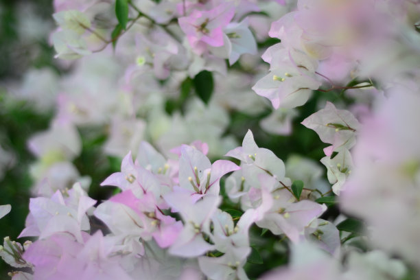 Boquet的花朵。图片下载