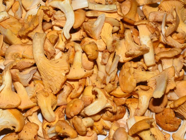 鸡油菌图片下载