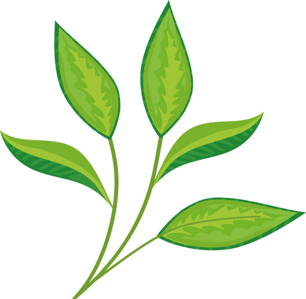 绿茶树叶图片下载