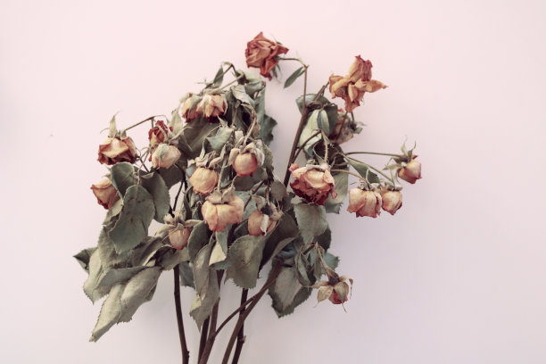 干玫瑰在浅粉红色的背景，花束干图片下载