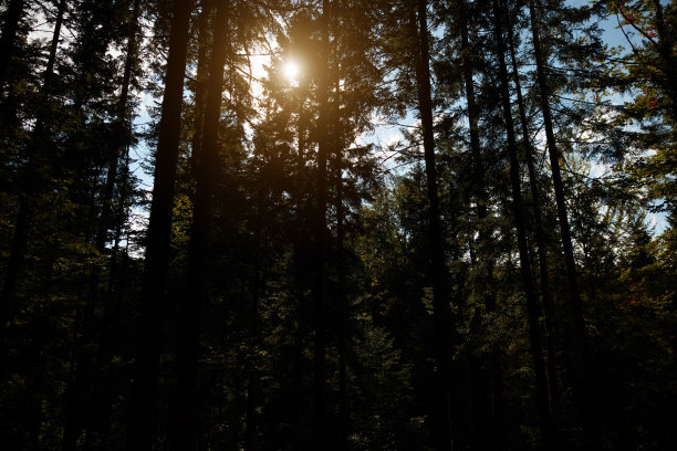 太阳耀斑下的乡村森林景观。图片下载