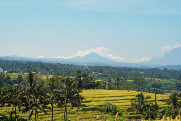 巴厘岛著名的Jatiluwih梯田。Tabanan、印度尼西亚图片下载