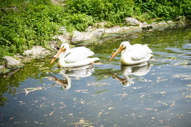一只狮子躺在岩石上。放松的捕食者望向远方。动物的照片图片下载