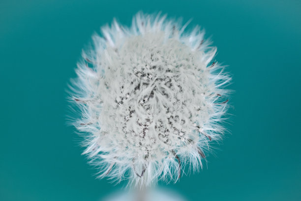 蓝色背景下盛开的白色蒲公英。图片下载