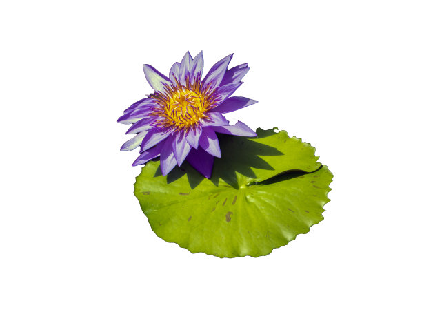 睡莲孤立在白色背景图片下载
