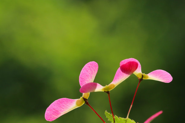 螺旋桨式年轻粉红色的枫树种子在树枝上。近距离微距照片拍摄下的太阳。图片下载