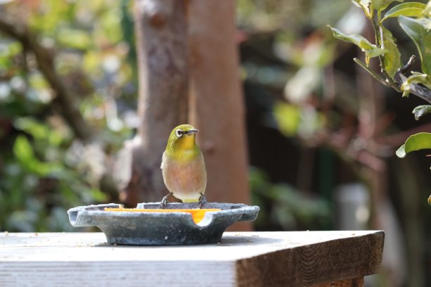 《白眼莺(梅次郎)》坐在花园的桌子上。吃由一个人准备的种子这张照片是在春天的阳光下拍摄的。图片下载