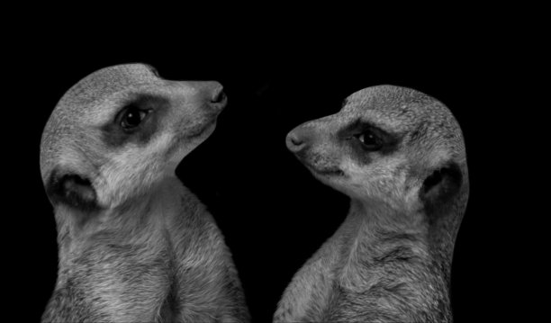 黑色背景上两个有趣的猫鼬脸图片下载