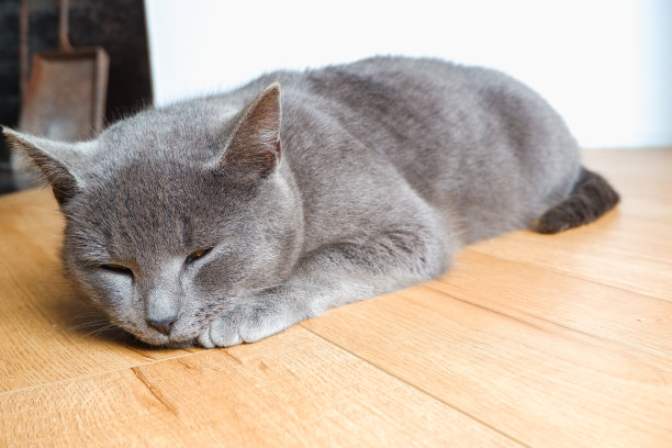 一只懒猫躺在温暖的地板上。这只灰色的英国猫在壁炉旁休息。图片下载