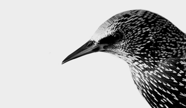 白色背景上的黑白椋鸟脸图片下载