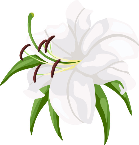 白色的百合孤立在白色的背景美丽图片下载