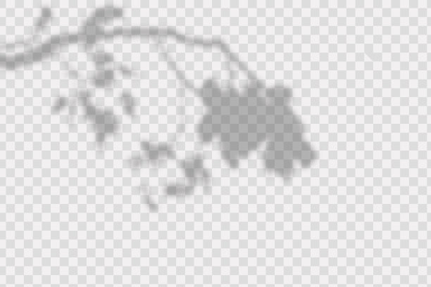 逼真的阴影热带树叶和树枝上图片下载