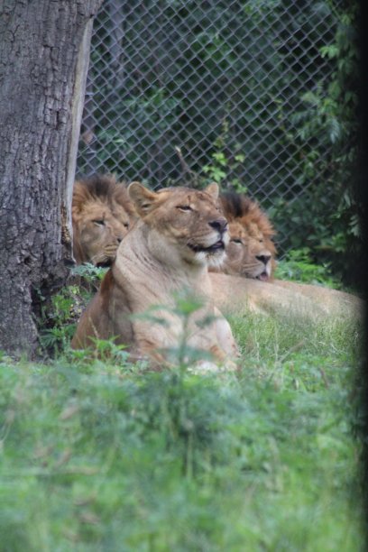 非洲丛林的狮子图片下载