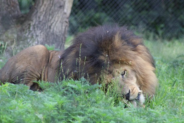 非洲丛林的狮子图片下载