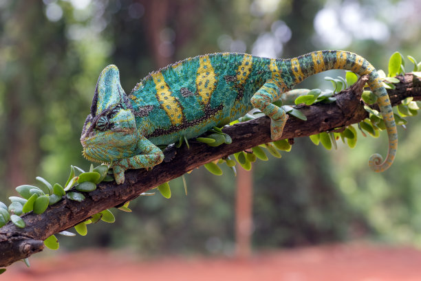 雌性面纱变色龙在树枝上图片下载