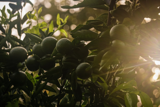 桔子在树上图片下载