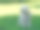 一张可爱的白色狮子狗站在公园里的特写照片图片下载