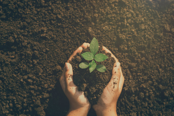 生态自然环境保护地球日概念种植植物在人类的手中，绿色的背景图片下载
