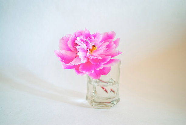 粉色牡丹在玻璃花瓶和阴影在白色背景，浪漫的家庭装饰特写图片下载
