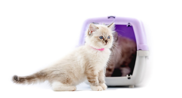 布娃娃小猫孤立在白色背景图片下载