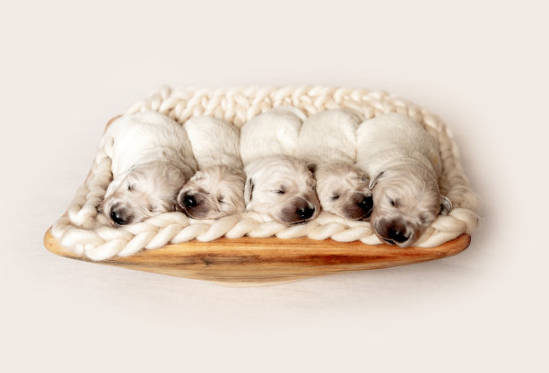 刚出生的金毛猎犬幼犬正在睡觉图片下载