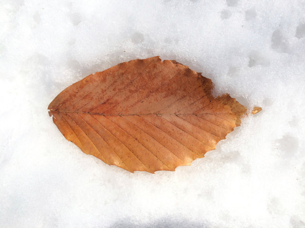 美国山毛榉的叶子图片下载