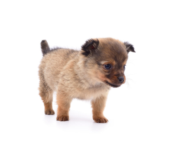 一只棕色的小狗。图片下载
