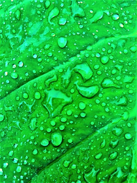 雨水淋在芋头叶子上图片下载