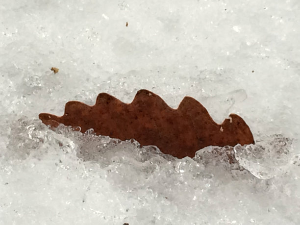 栗子橡树叶子图片下载