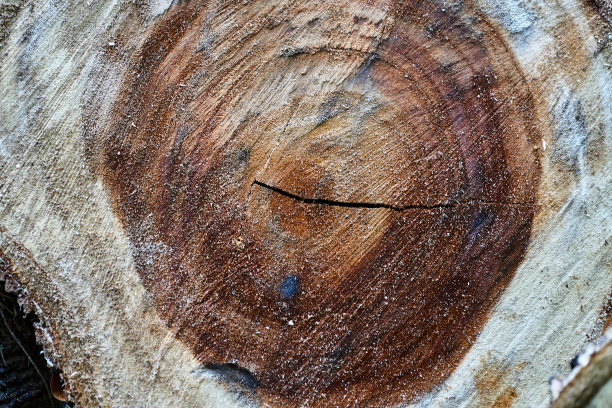 树木年轮纹理背景特写图片下载