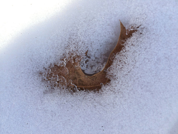 黑栎树叶子从积雪中露出。图片下载