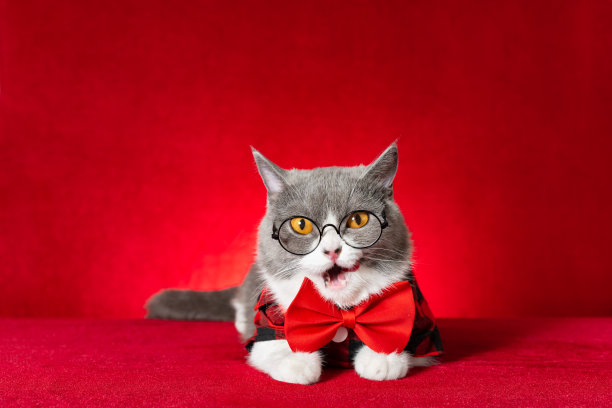 一只可爱的英国短毛猫，戴着眼镜，穿着带领结的格子衬衫图片下载