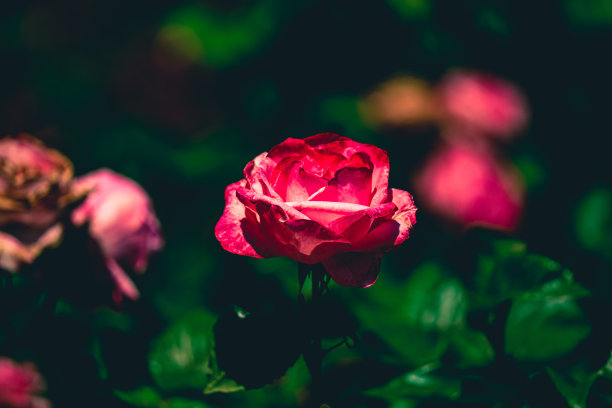 一个忧郁的编辑在一个粉红色和白色的玫瑰在黑色的背景图片下载