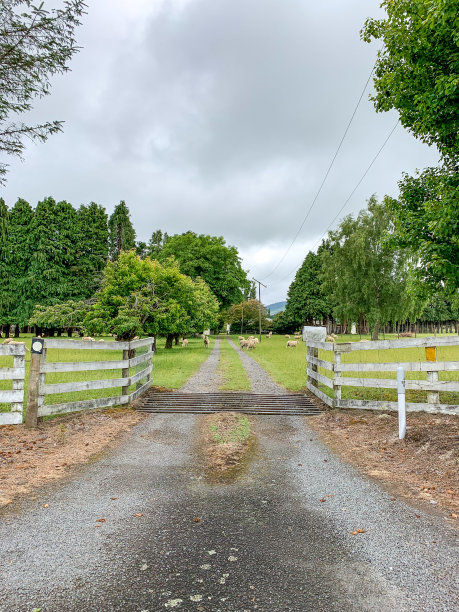 一群羊在绿色农场吃草，新西兰奥哈库内图片下载