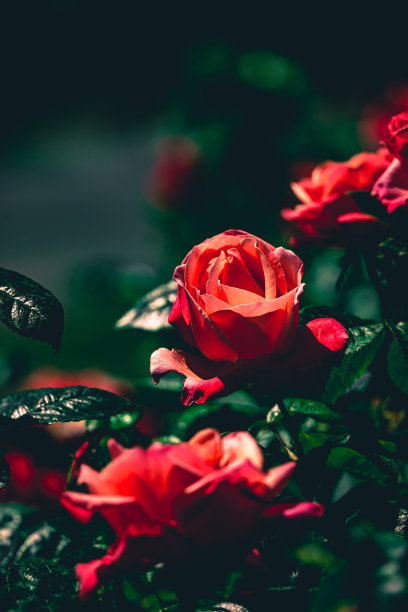 一个忧郁的编辑在一个粉红色和白色的玫瑰在黑色的背景图片下载