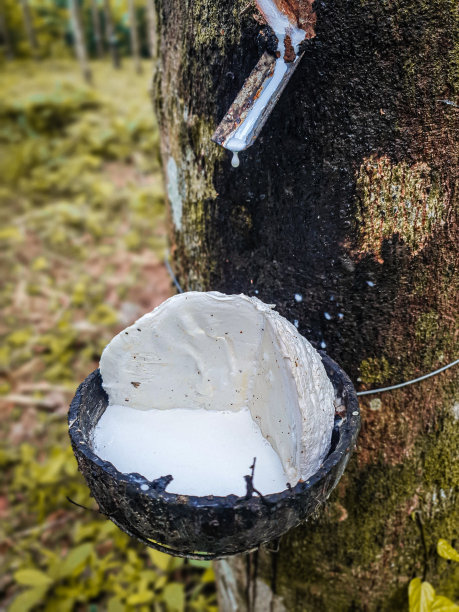 泰国亚洲橡胶树乳胶橡胶农场丛林图片下载