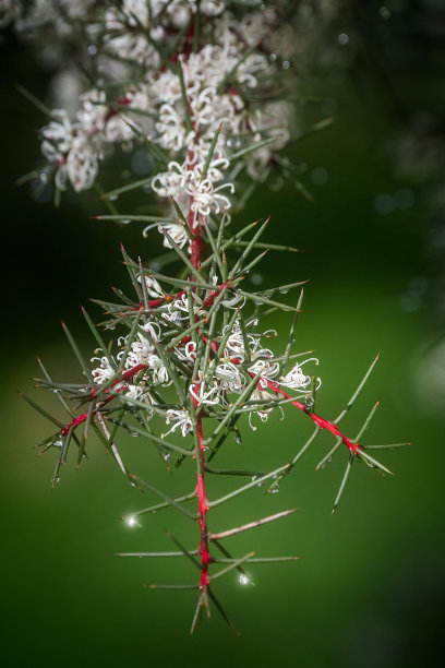 白千层属灌木,花图片下载