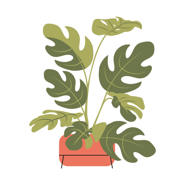 扁平的monstera棕榈图片下载