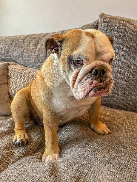 年轻的女斗牛犬在沙发上图片下载