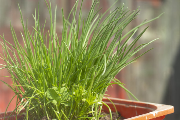 夏天大葱在花盆里生长。图片下载