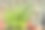 夏天大葱在花盆里生长。图片下载