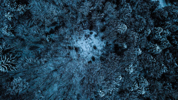 冬天的树顶图片下载